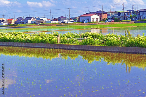 騎西のあじさいロード