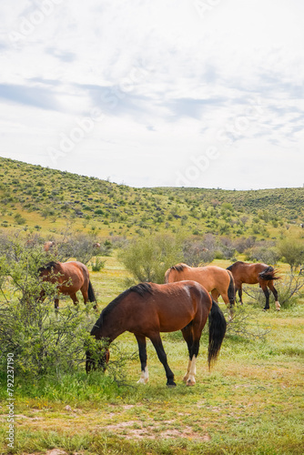 Wild Arizona Horses