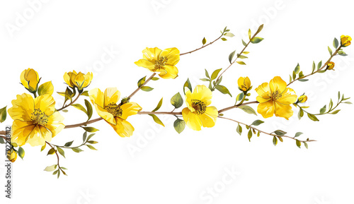 A branch of yellow jasmine flowers on white background