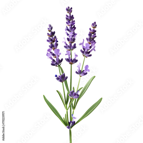 A lavender flower  with five branches and purple flowers on the top of each branch  on a white background