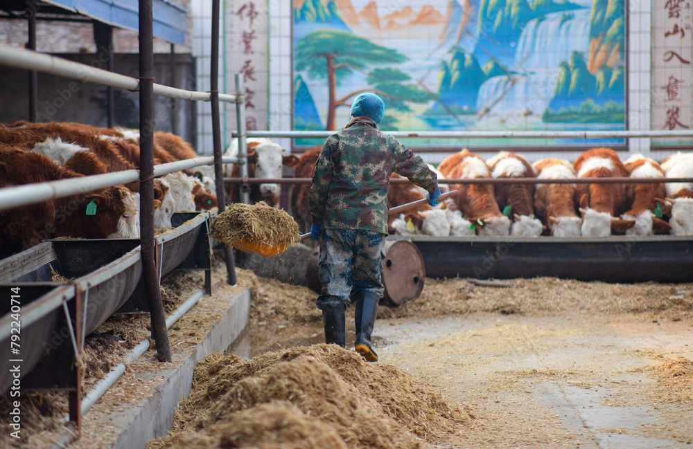 The cattle workers are feeding the calves The cattle workers are feeding the calves