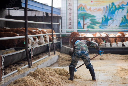The cattle workers are feeding the calves