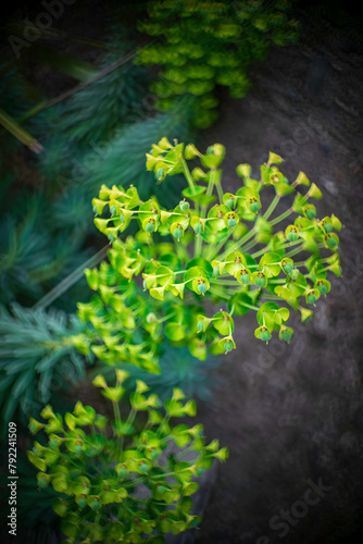 緑色の花ユーフォルビア・カラキアス