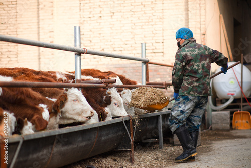 Cattle farm workers in feeding