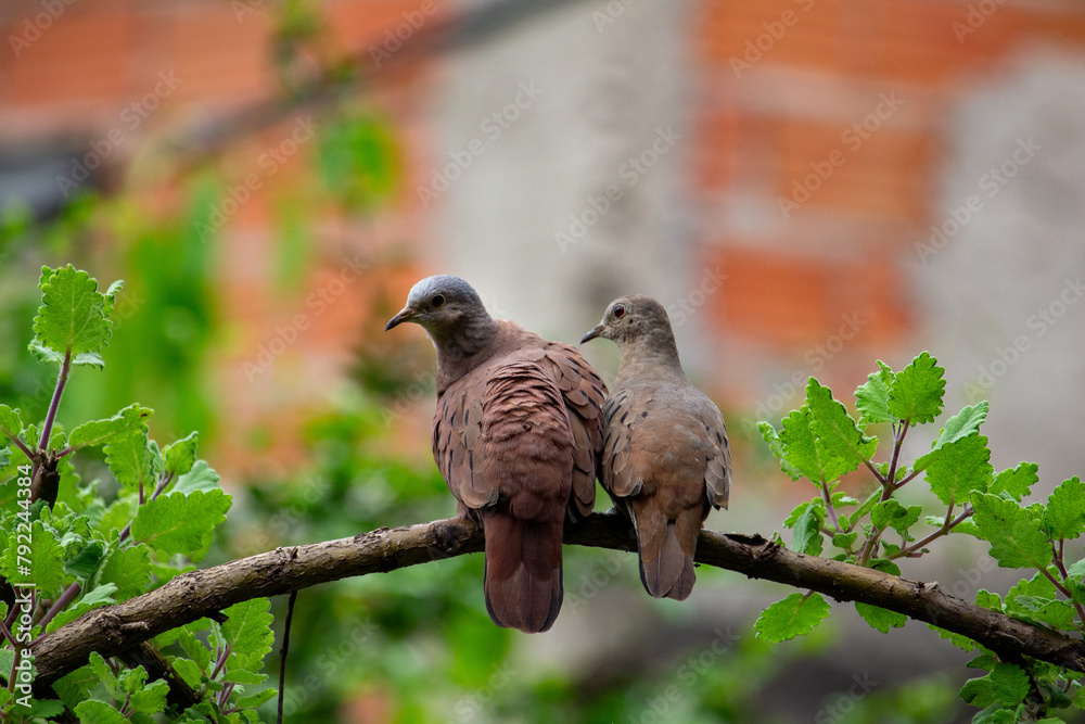 Obraz premium Aves columbina ou pomba rolinha. Brasil 