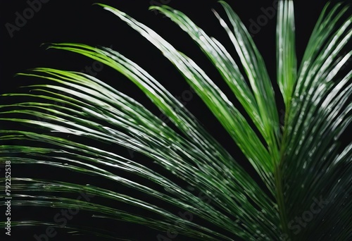  isolated tree black Palm blackgroung Green leaves 