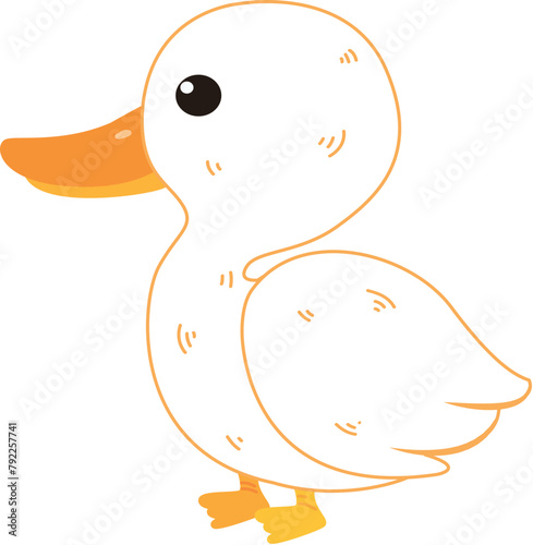 Domestic duck