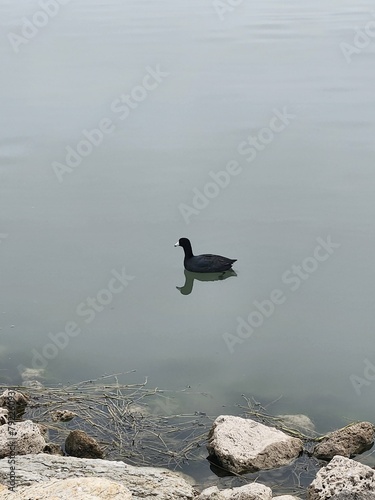Lonely duck © MHadisaputra