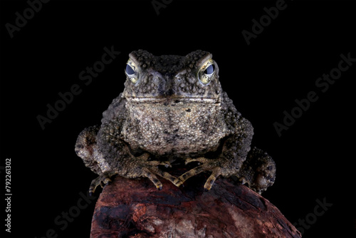 Asian giant toad isolated on black background, Phrynoidis asper on rock