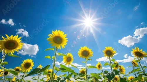 A field of sunflowers reaching towards the sun  a symbol of hope and optimism. 