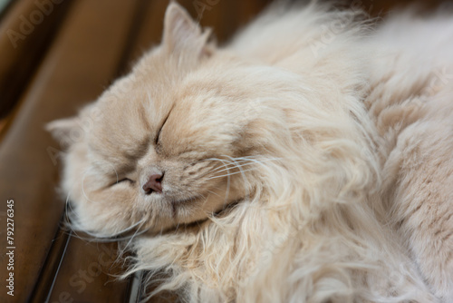 Yellow cute British long-haired pet cat, sleeping on a wooden sofa bed, showing funny sleeping posture