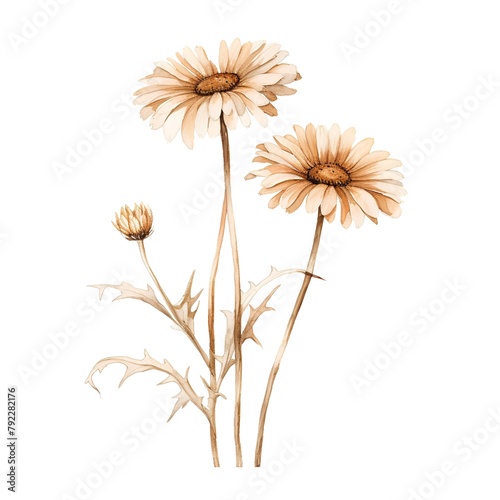Chamomile flowers. Hand drawn vector illustration on white background