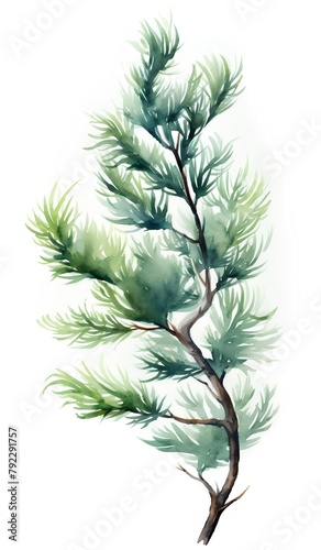 Watercolor pine tree. Hand painted illustration isolated on white background. photo