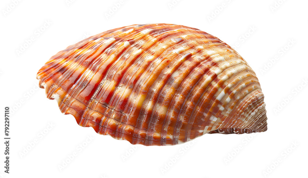 Beautiful sea shell with red and white stripes isolated on transparent background Beautiful sea shell with red and white stripes isolated on transparent background