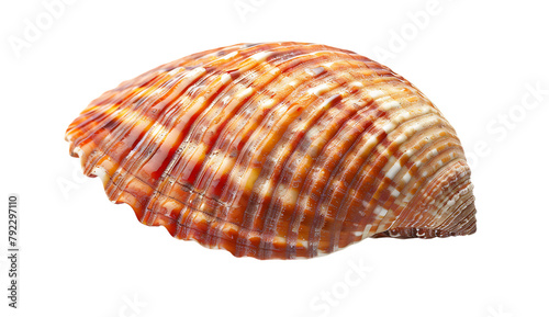 Beautiful sea shell with red and white stripes isolated on transparent background