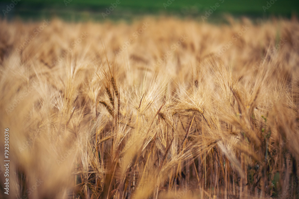 Fototapeta premium Dry barley wheat agriculture field ingredient for bread grain cultivated in produce agricultural. Golden field pasture farmland. Barley Ripe barleys on evening sunset. cultivated natural farmland
