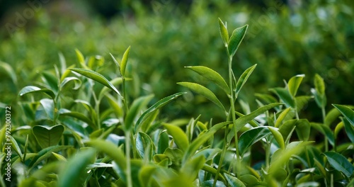 Green tea tree leaves field young tender bud herbal Green tea tree in camellia sinensis organic farm. Close up Fresh Tree tea plantations mountain green nature in herbal farm plant background morning © aFotostock