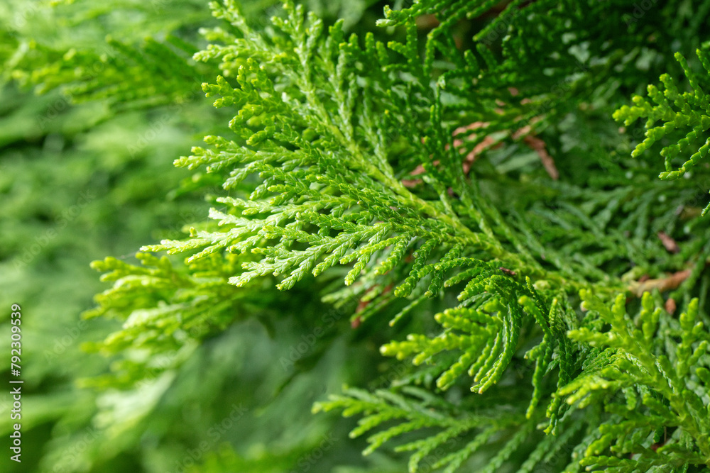 green conifer foliage background texture wallpaper pattern, environment nature leaf earth, christmas evergreen pine tree green conifer foliage background texture wallpaper pattern, environment nature leaf earth, christmas evergreen pine tree