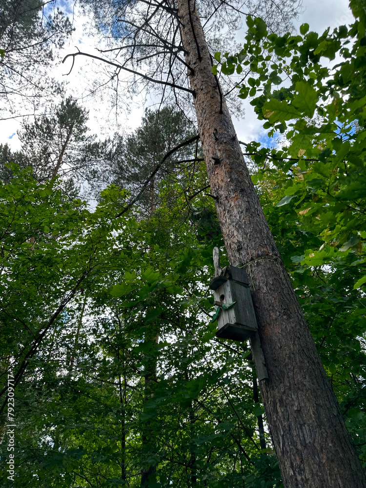 Fototapeta premium Forest in summer in central Russia