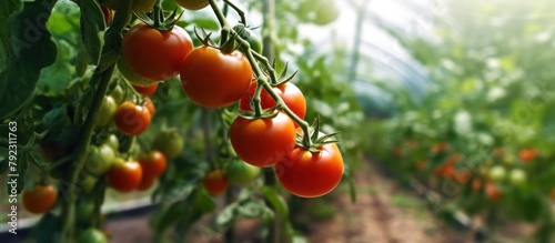 red tomato garden photo