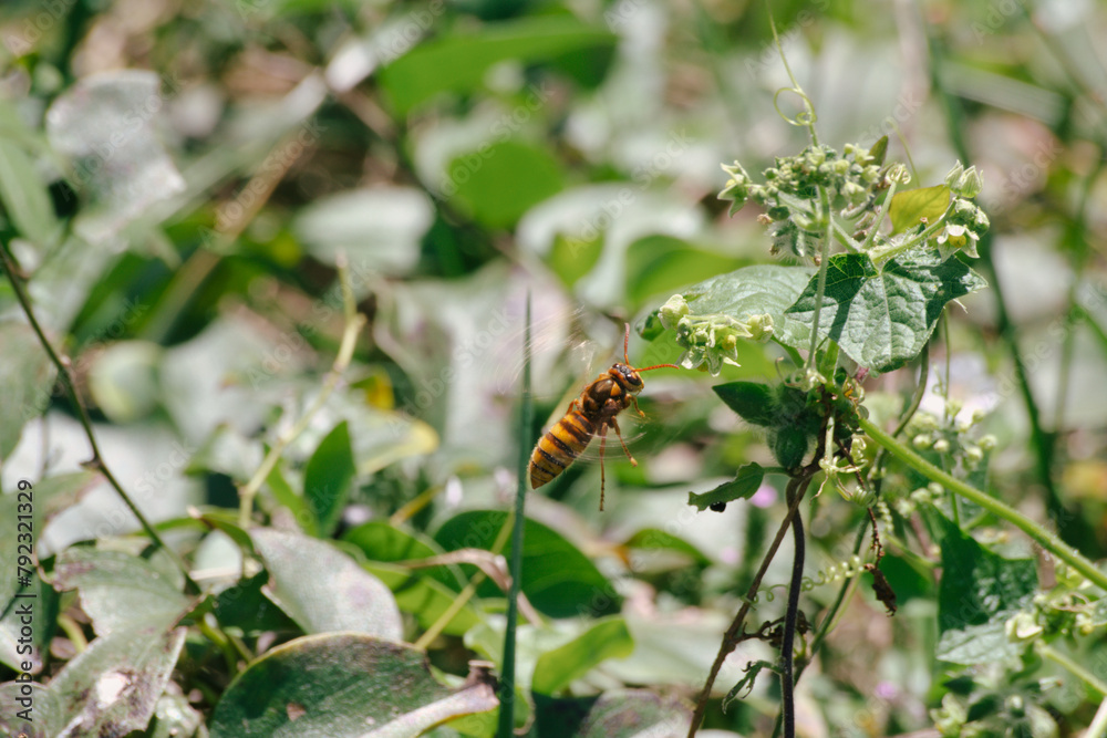 花の蜜を吸う黄色スズメバチ。スズメバチの成虫が主なエサとするのは、幼虫の唾液腺から分泌される栄養液です。ただ分泌液に栄養が不足している場合などは、樹液や花の蜜をエネルギー源とします。