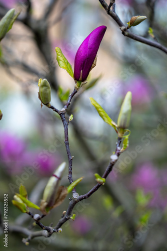 eine blühende Magnolie an einem Baum