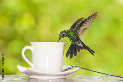 Colibrí tomando café