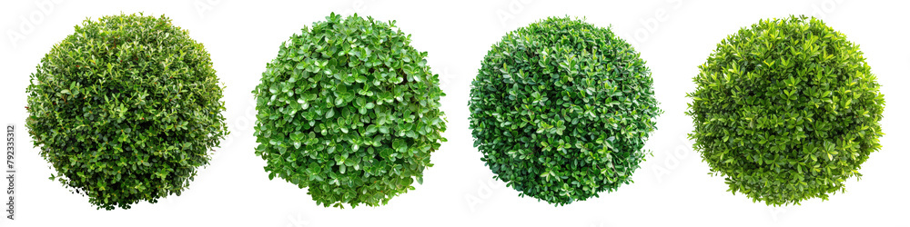 Obraz premium Collection of green garden bush round shape cutout clipping path png isolated on white or transparent background