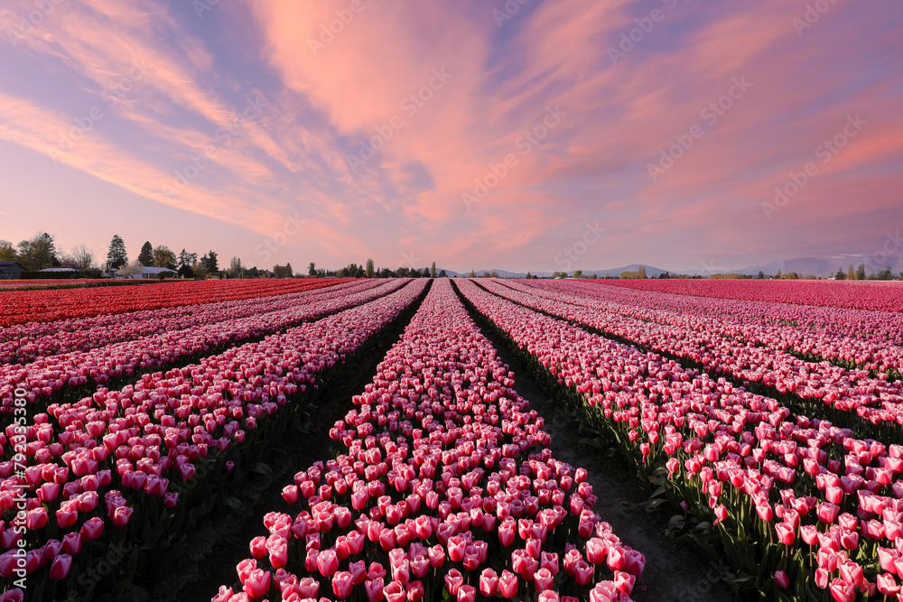 Pink Tulips 