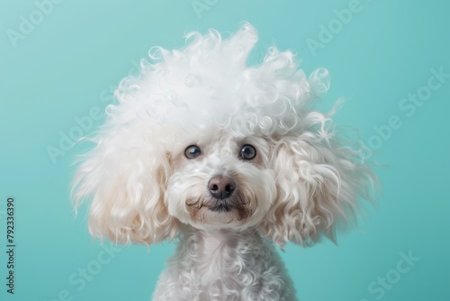 Humorous canine wearing colorful wig