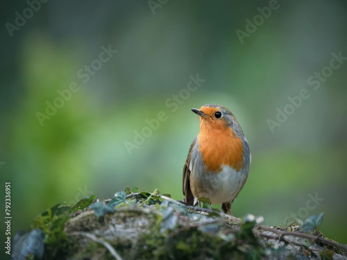 robin on a branch © ธีรยุทธ มะโนชาติ