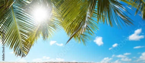 view of the palm trees and bright blue sky on the beach