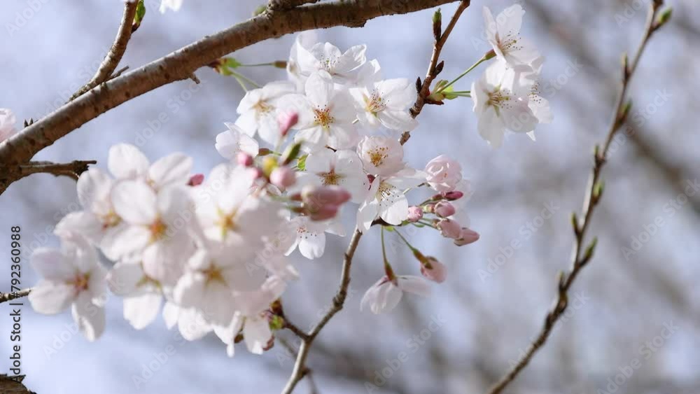 綺麗に咲き始めた早春の桜 花 スローモーション 綺麗に咲き始めた早春の桜 花 スローモーション