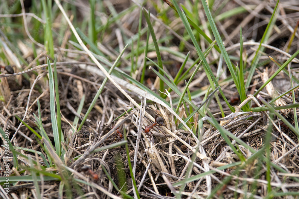 Disturbed Ant Hill in Natural Setting