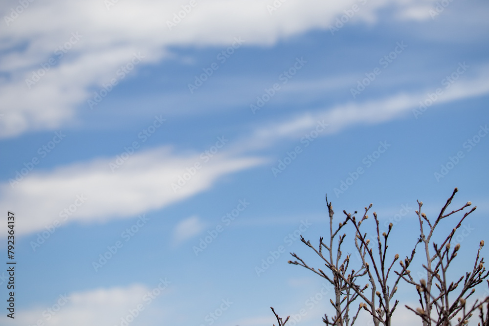 Bare Tree in Field under Blue Cloudy Sky Bare Tree in Field under Blue Cloudy Sky