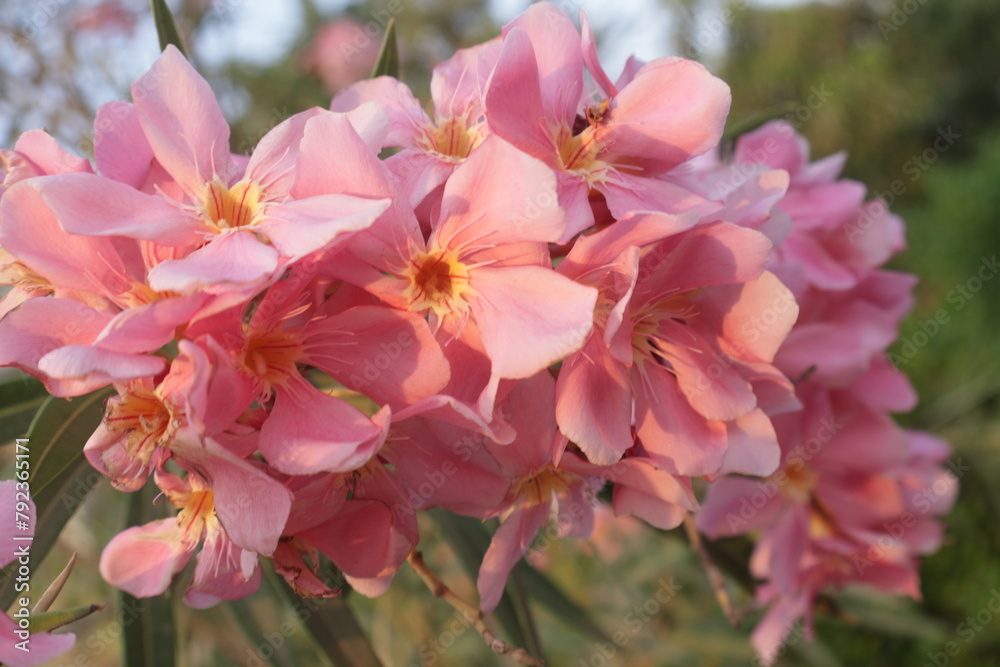 Oleander, The best delicate flowers of pink oleander, Nerium oleander, bloomed in the spring. Shrub, a small tree, cornel Apocynaceae family, garden plant. Pink summer oleander backgroun