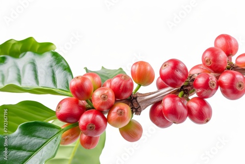 Harvested coffee tree branch with red beans ripe berries isolated on white