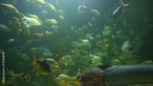 A lot of fish are swimming in aquarium , in door Chiangmai Thailand.