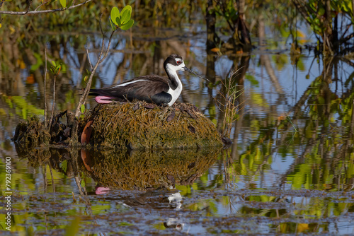 black-necked stilt sits on a nest in the wetlands at merritt island photo