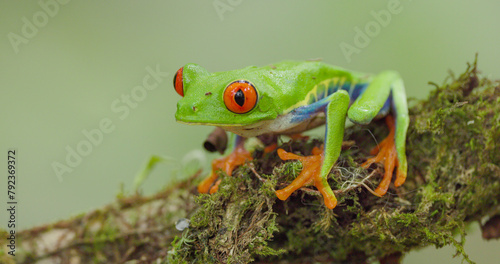side view clip of red-eyed tree frog on a branch