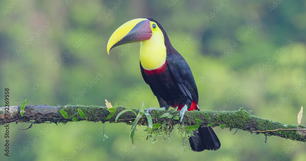 Fototapeta premium a yellow-throated toucan on a branch at boca tapada