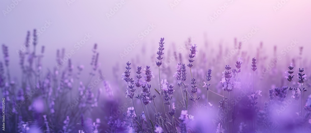 Fototapeta premium Gentle lavender field impression, minimalist aesthetic