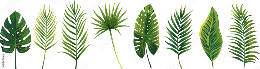 Set of vector tropical leaves and palm fronds on a white background Set of vector tropical leaves and palm fronds on a white background