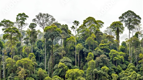Tropical rainforest in South Asia