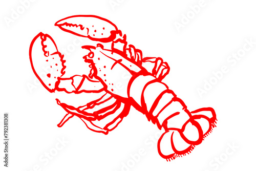 Lobster in red outlines isolated on white background.Hand drawn vector illustration. Design for seafood menu, coastal decor. Marine life and cuisine concept.