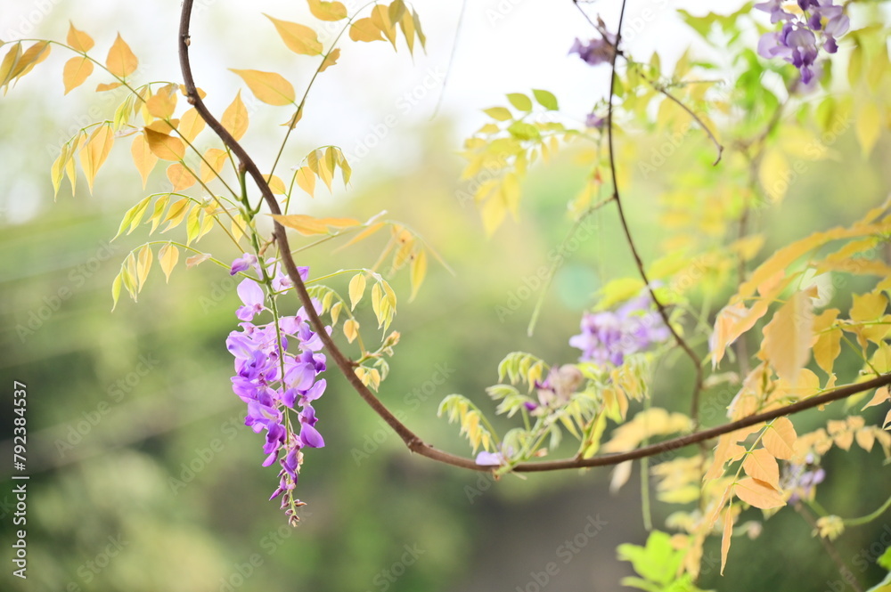 Close-up of wisteria flowers in spring sunlight. Wisteria, from China, Japan, and Korea, is a climbing plant with lavender or white flowers and a strong fragrance. Popular in spring gardens. Close-up of wisteria flowers in spring sunlight. Wisteria, from China, Japan, and Korea, is a climbing plant with lavender or white flowers and a strong fragrance. Popular in spring gardens.