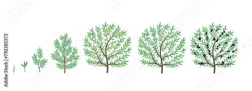 Olive tree growth stages. Vector illustration. Ripening period progression. Life cycle animation plant seedling. photo