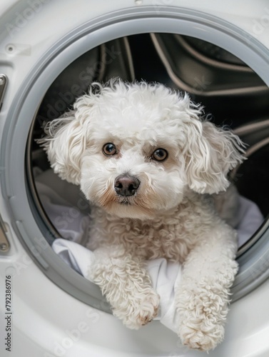Bichon Frise dog puppy inside the washing