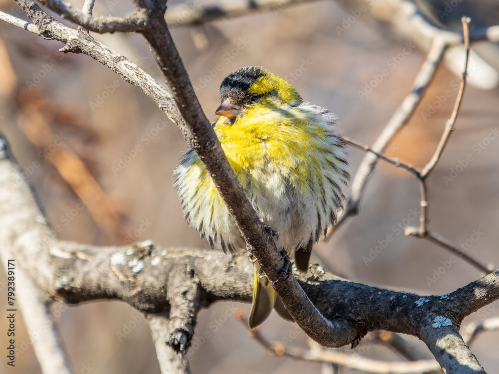 Fototapeta premium Eurasian siskin male, latin name spinus spinus, sitting on branch of tree. Cute little yellow songbird.