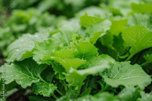 Mustard or mustard greens in organic garden promoting healthy cooking and natural food